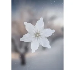 Topp Bücher><noscript><img width=