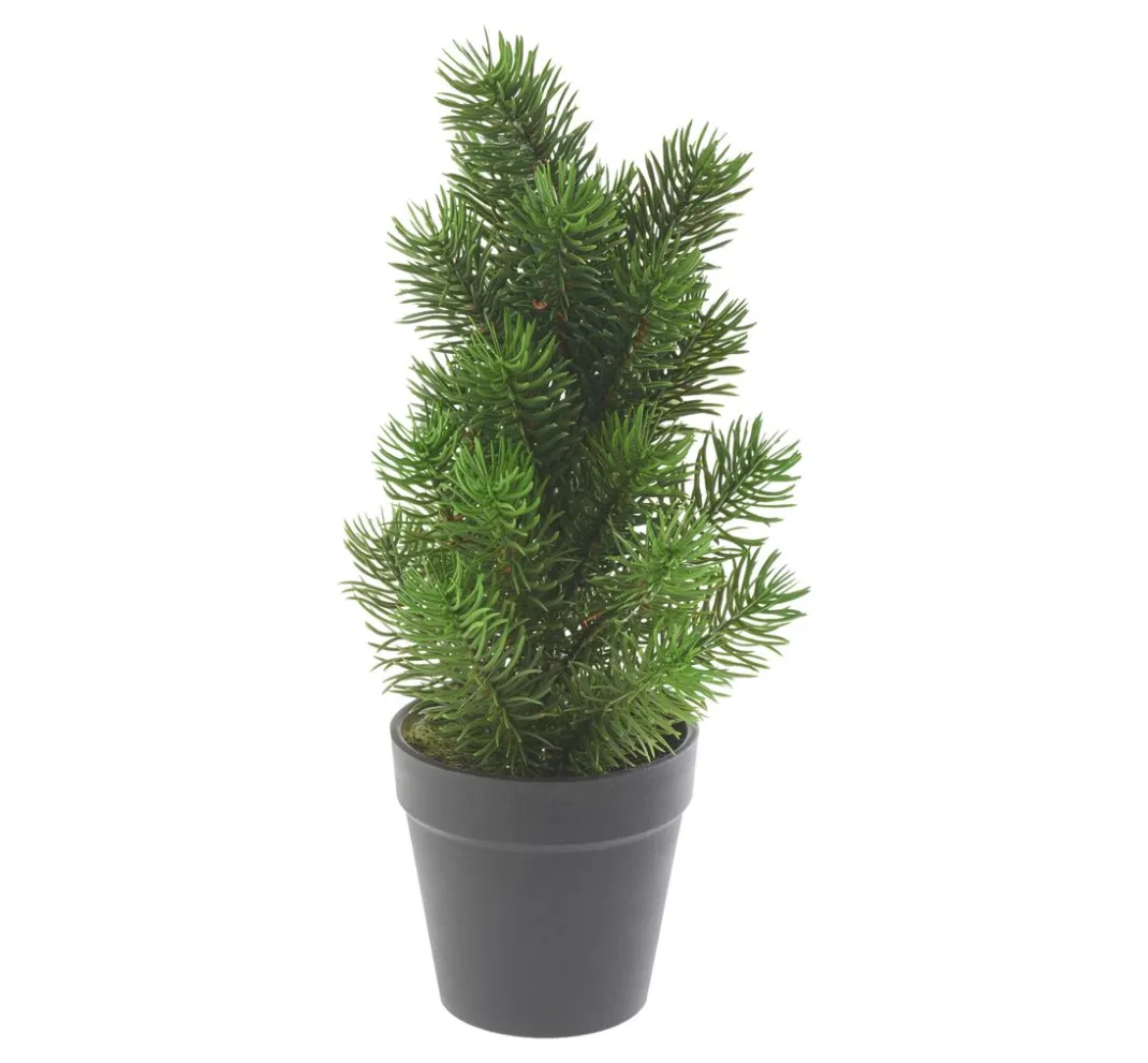 DPI Tanne|Bäume & Zweige>Edeltannenbaum "Rory" im Topf