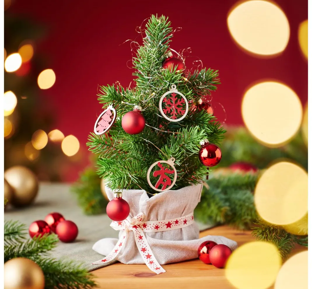DPI Tanne|Bäume & Zweige>Edeltannenbaum "Rory" im Topf