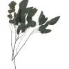 ohne Marke Trockenblumen & - Früchte>Eukalyptus