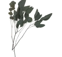 ohne Marke Trockenblumen & - Früchte>Eukalyptus