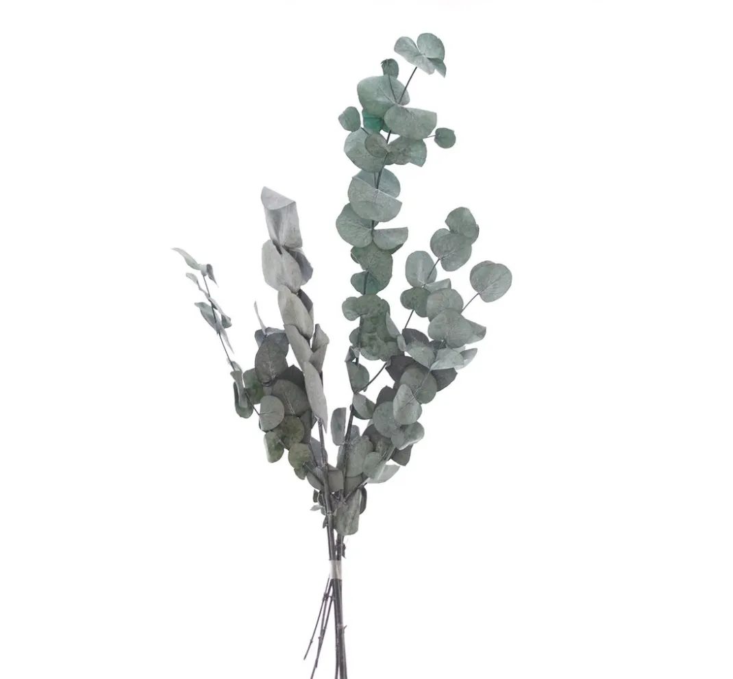 VBS Trockenblumen & - Früchte>Eukalyptus Cinerea
