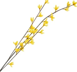 DPI Blumen|Bäume & Zweige>Forsythien Zweig