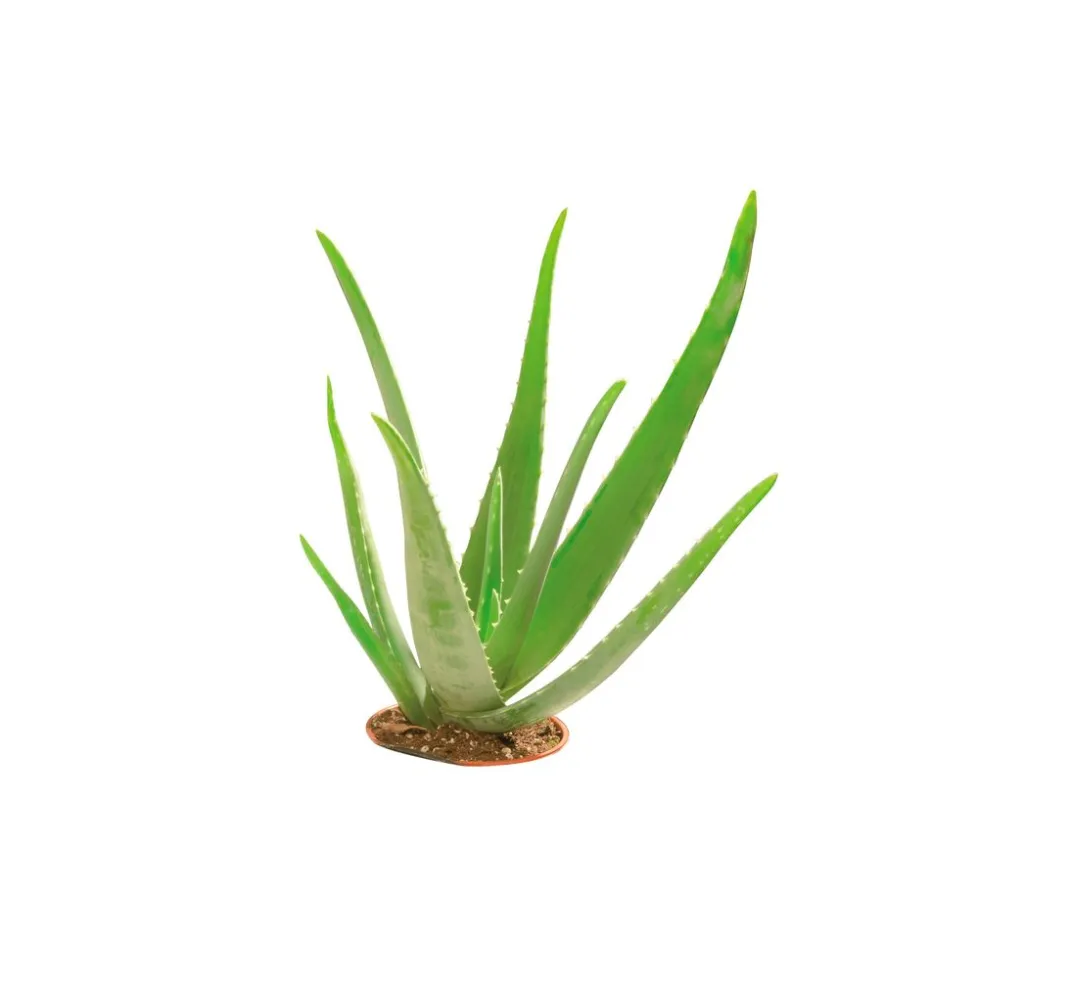 GLOREX Seifen-Design|Seifen>Glycerin Öko-Gießseife "Aloe Vera", transparent