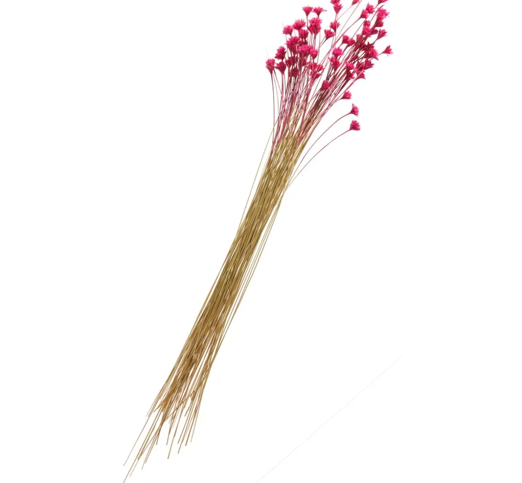 ohne Marke Trockenblumen & - Früchte>Hillflower