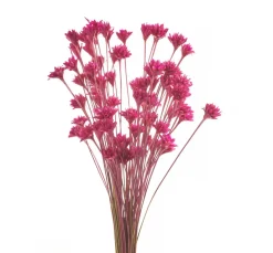 ohne Marke Trockenblumen & - Früchte>Hillflower