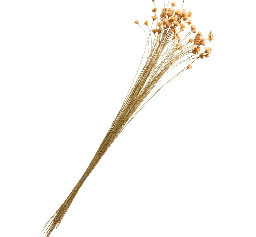 ohne Marke Trockenblumen & - Früchte>Hillflower