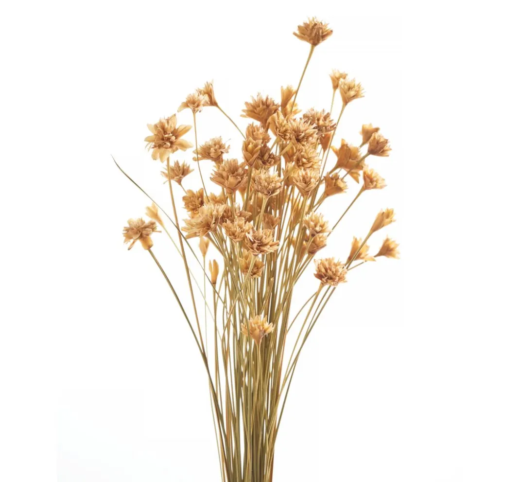 ohne Marke Trockenblumen & - Früchte>Hillflower