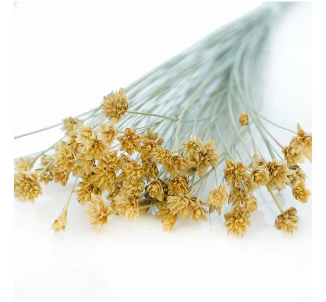 ohne Marke Trockenblumen & - Früchte>Hillflower
