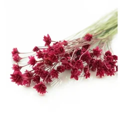 ohne Marke Trockenblumen & - Früchte><noscript><img width=