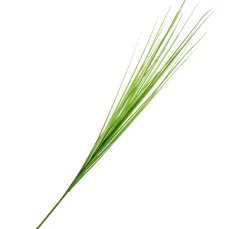 DPI Gräser & Beeren>Isolepsis Gras