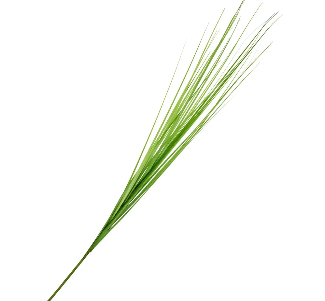 DPI Gräser & Beeren>Isolepsis Gras