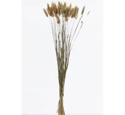 VBS Trockenblumen & - Früchte><noscript><img width=