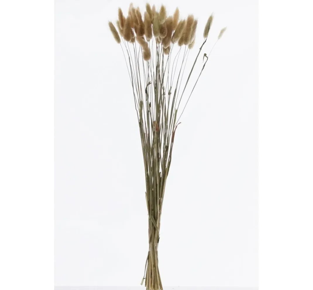 VBS Trockenblumen & - Früchte>Lagurus