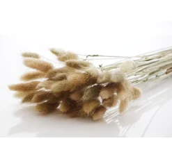 VBS Trockenblumen & - Früchte><noscript><img width=