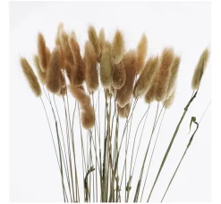 VBS Trockenblumen & - Früchte><noscript><img width=
