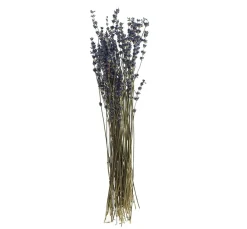 VBS Trockenblumen & - Früchte>Lavendel natur blau
