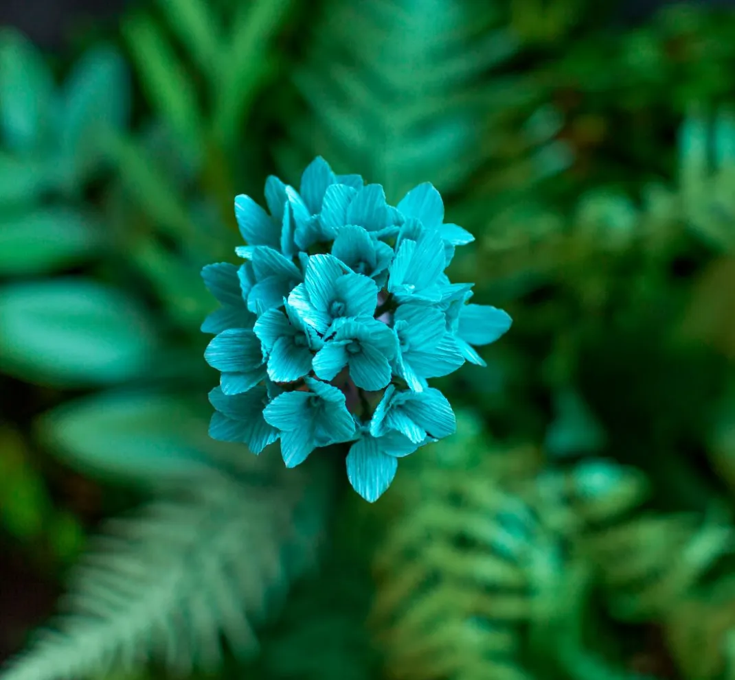 Kinder Werola Krepppapier|Papier>Lia Griffith, Floristenkrepp "Botanical Garden"