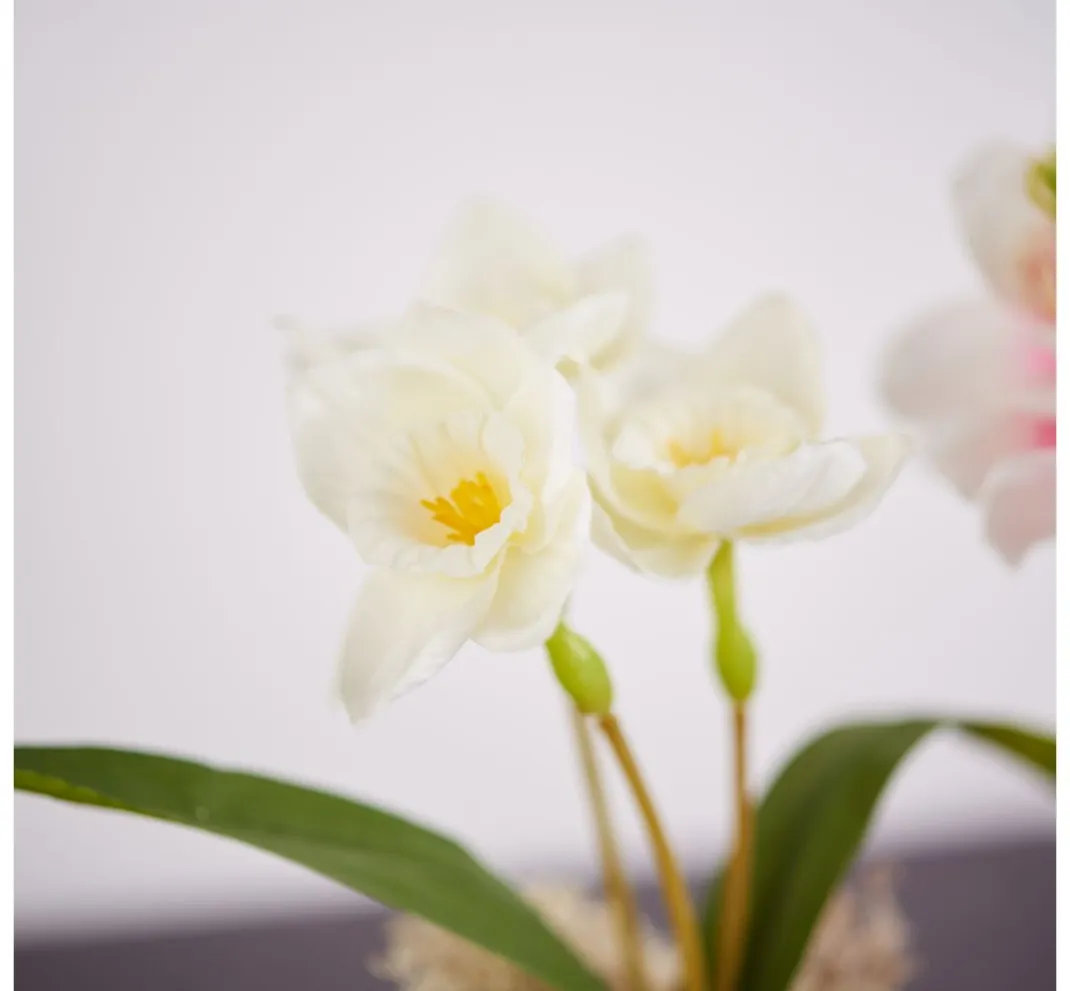 DPI Blumen>Magnolien-Pick mit 3 Blüten