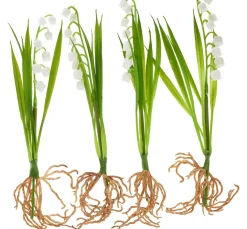 DPI Blumen>Maiglöckchen mit Wurzeln