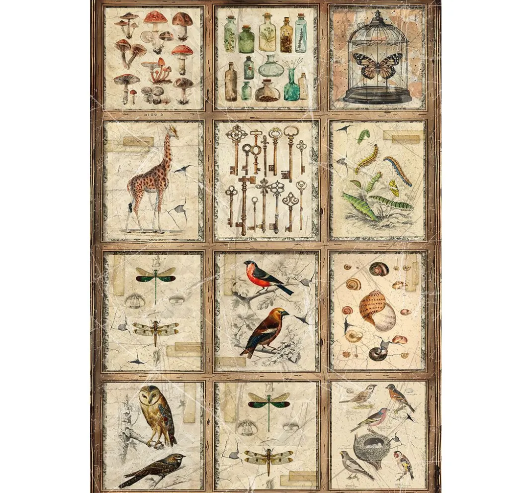 Ciao Bella Decoupage|Seidenpapier & Strohseide>Motiv-Strohseiden-Sortiment "Cabinet of Curiosities", 4er-Set