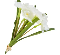 DPI Blumen>Narzissen Bund