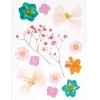 Rico Design Papierschöpfen|Trockenblumen & - Früchte>Mix Set gepresste Blüten "Orange Türkis"