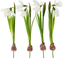 DPI Blumen>Schneeglöckchen mit Zwiebel