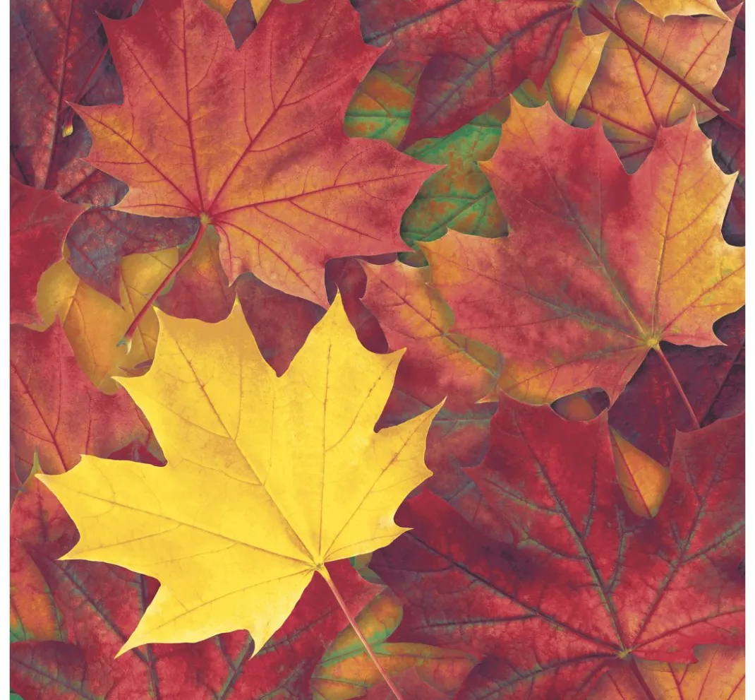 Paper+Design Herbst|Serviettentechnik>Serviette "Harvest Harmony"