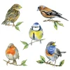 Ambiente Sommer|Frühling>Serviette "Heimische Vögel"