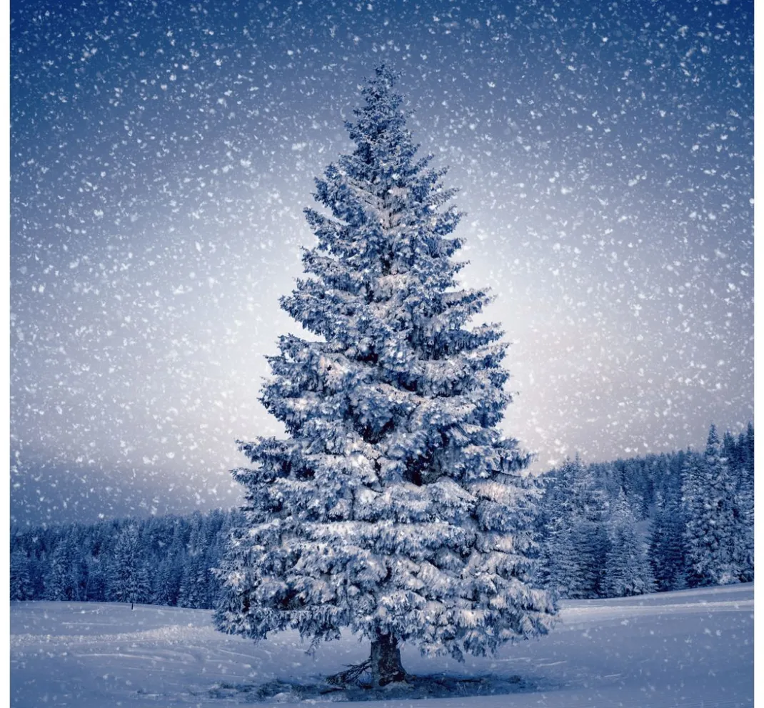 Paper+Design Winter|Serviettentechnik>Serviette "Magic Tree"