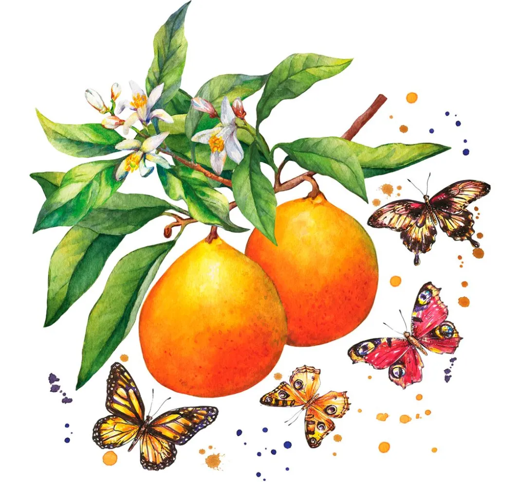 Paper+Design Sommer|Alltäglich>Serviette "Schmetterlinge & Orangen"