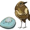 Sizzix Stanz- & Prägemaschinen|Schablonen>Thinlits Stanzschablone "Bird & Egg Colorize by Tim Holtz"