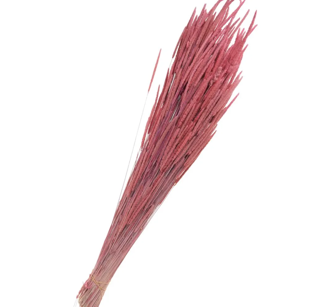 Othmar Decorations Trockenblumen & - Früchte>Trockenblumen "Phleum Pratensis"