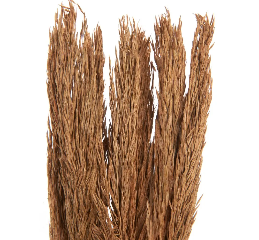 Othmar Decorations Trockenblumen & - Früchte>Trockenblumen "Sanmuga Grass"