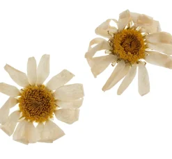 Cléopâtre Schmuck Gießen|Trockenblumen & - Früchte><noscript><img width=