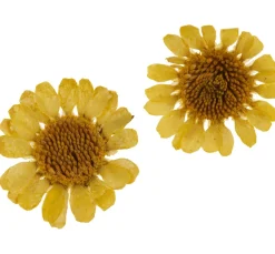 Cléopâtre Schmuck Gießen|Trockenblumen & - Früchte><noscript><img width=