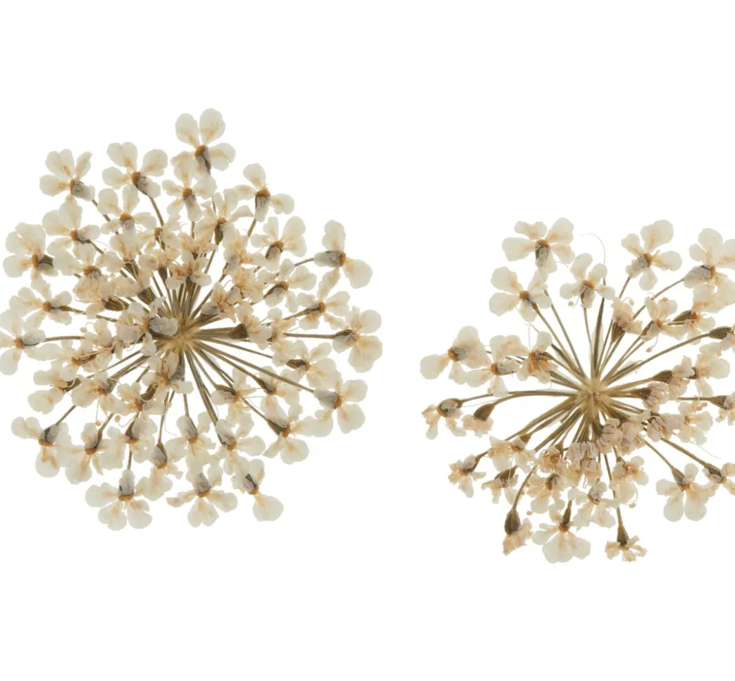 Cléopâtre Schmuck Gießen|Trockenblumen & - Früchte>Trockenblumen Sortiment, 9 Tiegel