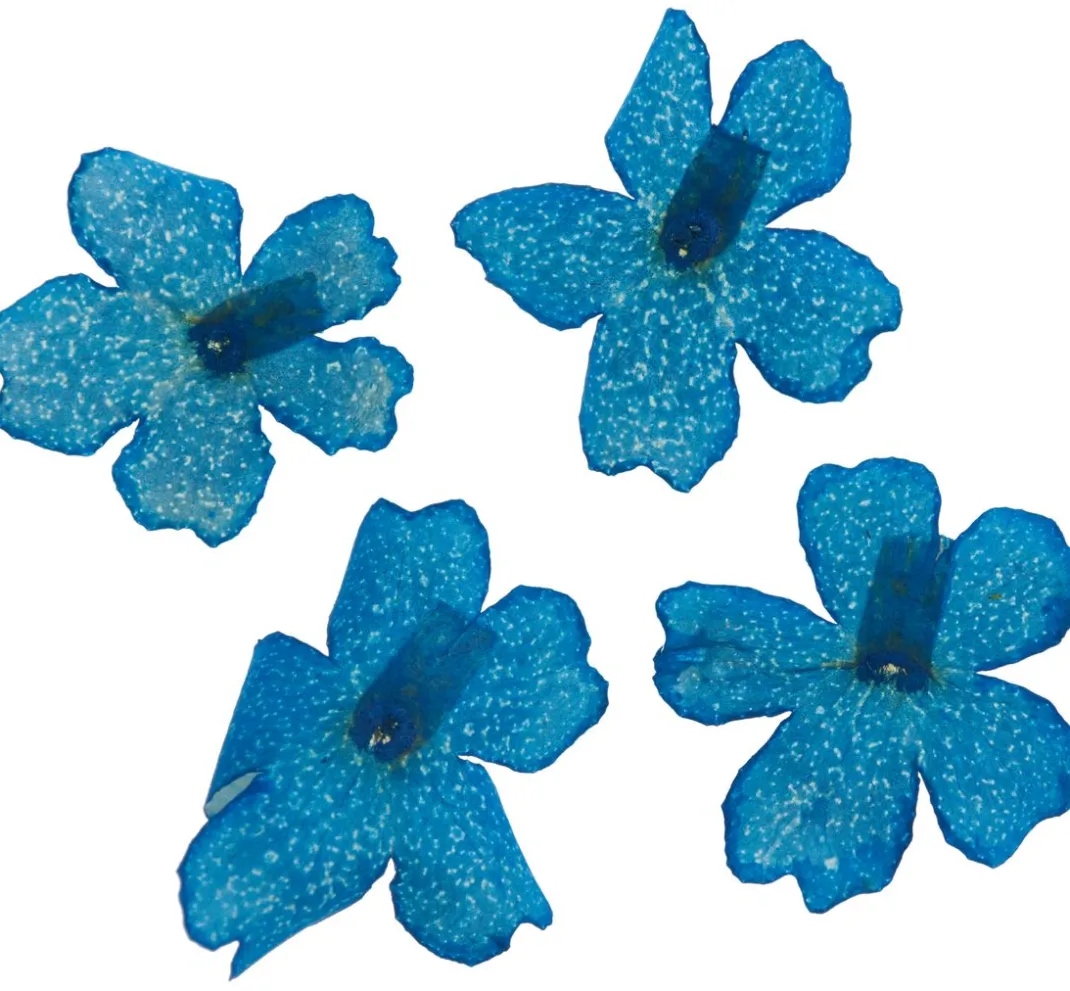 Cléopâtre Schmuck Gießen|Trockenblumen & - Früchte>Trockenblumen Sortiment, 9 Tiegel