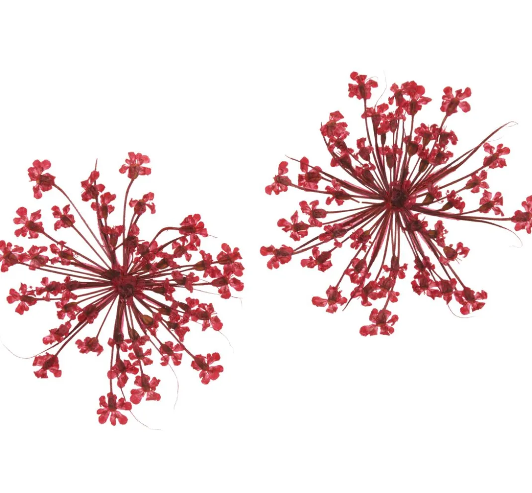 Cléopâtre Schmuck Gießen|Trockenblumen & - Früchte>Trockenblumen Sortiment, 9 Tiegel