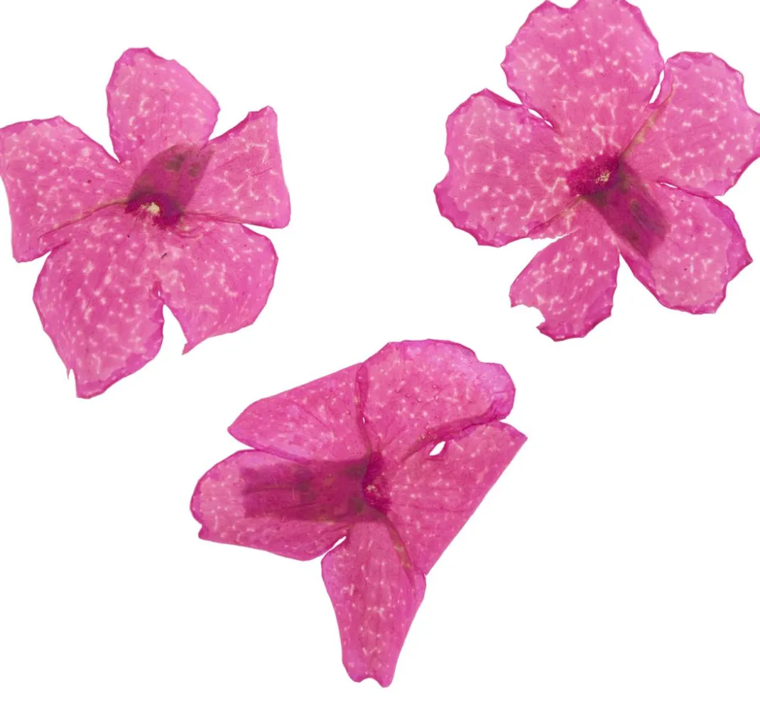 Cléopâtre Schmuck Gießen|Trockenblumen & - Früchte>Trockenblumen Sortiment, 9 Tiegel