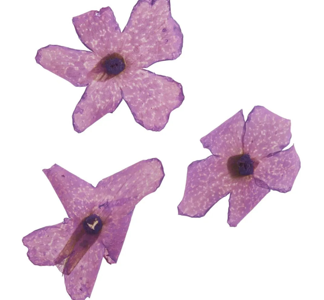 Cléopâtre Schmuck Gießen|Trockenblumen & - Früchte>Trockenblumen Sortiment, 9 Tiegel