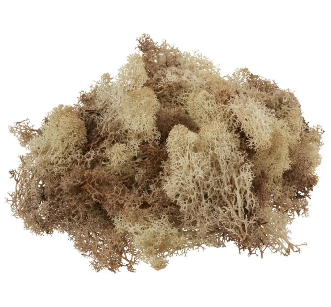 VBS Krippen-Zubehör|Moos>Islandmoos, 100 g