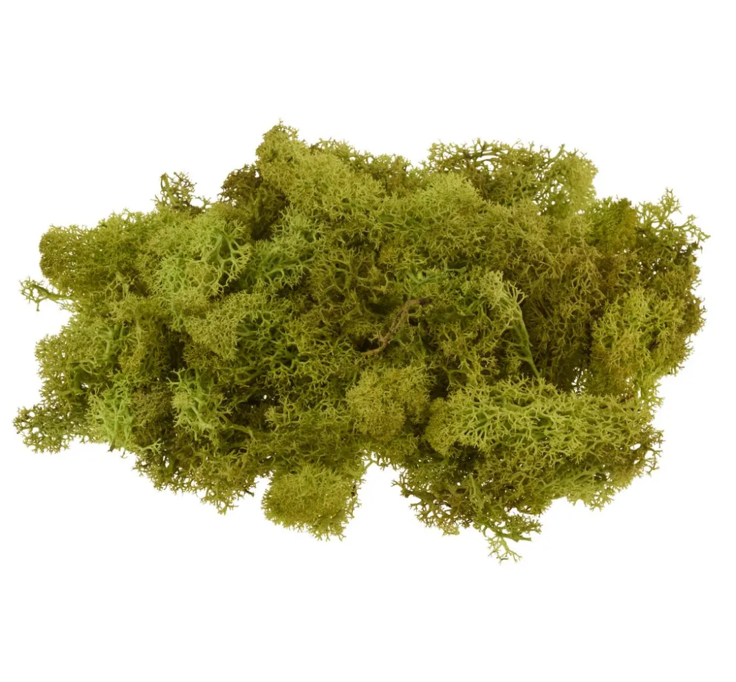 VBS Krippen-Zubehör|Moos>Islandmoos, 100 g
