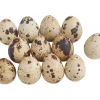 ohne Marke Streuteile|Naturmaterialien>Wachteleier, natur