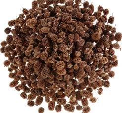 ohne Marke Zapfen|Naturmaterialien>Zapfen Casuarina