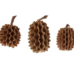 ohne Marke Zapfen|Naturmaterialien>Zapfen Casuarina